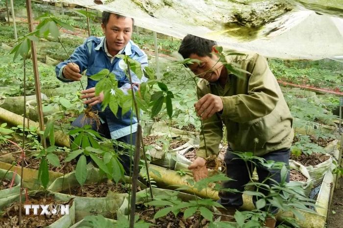 Sâm Lai Châu trên 8 năm tuổi tại Hợp tác xã Bảo tồn và phát triển giống sâm núi Lai Châu tại xã Tả Lèng. (Ảnh: Nguyễn Oanh/TTXVN)