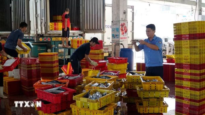 Nhân viên Cảng cá Quy Nhơn giám sát chặt chẽ sản lượng hải sản qua cảng. (Ảnh: Đình Quân/TTXVN)