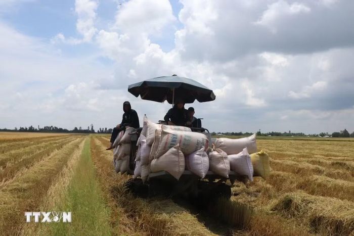 Sau thu hoạch, việc đẩy nhanh vận chuyển và hoàn thành sấy lúa trong vòng 24 giờ cắt giảm tỷ lệ thất thoát lên đến 2,6%. (Ảnh: Thu Hiền/TTXVN)