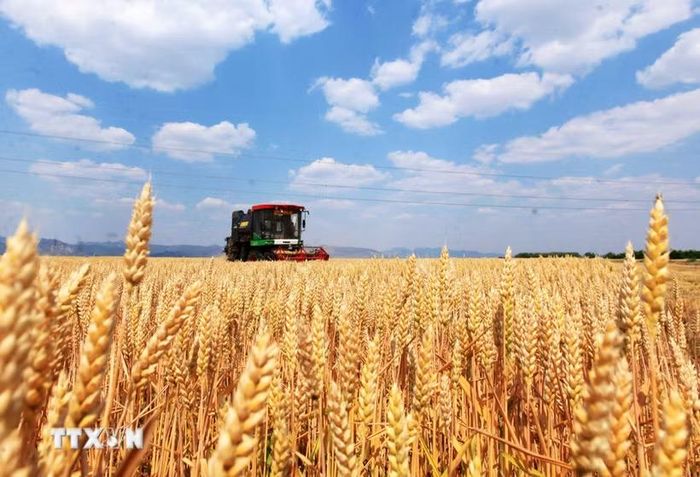 Nông dân thu hoạch lúa mỳ trên cánh đồng ở Sơn Đông, Trung Quốc ngày 24/5/2025. (Ảnh minh họa: THX/TTXVN)