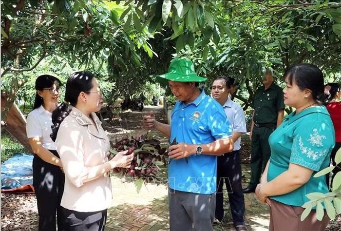 Phó Chủ tịch Thường trực Ủy ban MTTQ Việt Nam tỉnh Vĩnh Long Nguyễn Thị Hồng Nhung (thứ 2 từ trái sang) khảo sát thực tế mô hình “Trồng nhãn gắn du lịch sinh thái” của hội viên nông dân làm kinh tế giỏi tại xã Nhơn Phú.