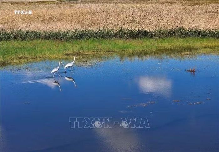 Cảnh sắc mùa Thu tại Công viên đất ngập nước quốc gia Phú Cẩm, thành phố Giai Mộc Tư, tỉnh Hắc Long Giang, Trung Quốc .