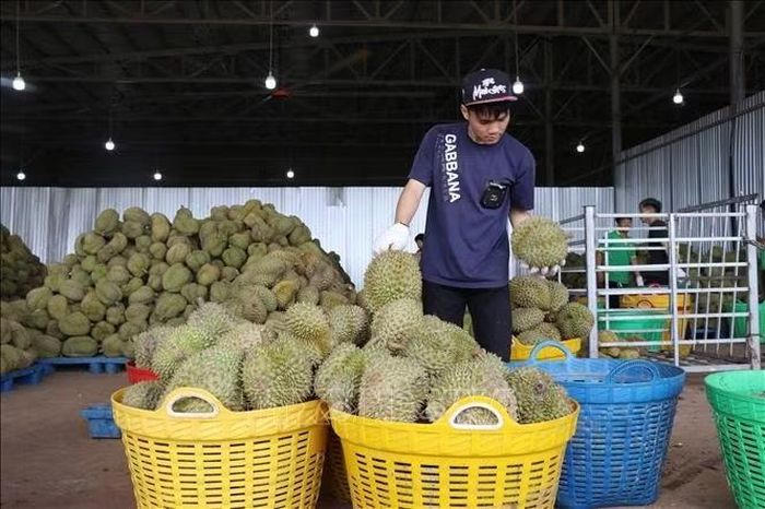 Công nhân một doanh nghiệp trên địa bàn phường Đông Gia Nghĩa (tỉnh Lâm Đồng) phân loại sầu riêng phục vụ thị trường tiêu thụ.