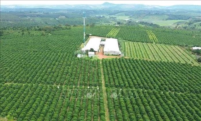 Mô hình sản xuất nông nghiệp ứng dụng công nghệ cao tại xã Quảng Sơn (tỉnh Lâm Đồng).