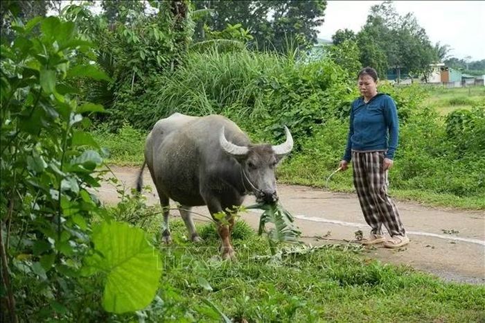 Nguồn vốn vay ưu đãi giúp người dân vùng biên giới Sơn Hồng phát triển các mô hình chăn nuôi.