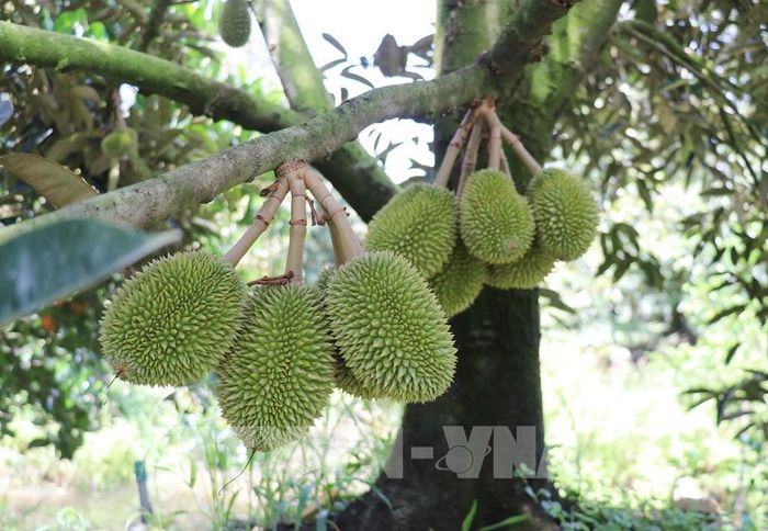 Đồng Nai phát triển các chuỗi sản phẩm chủ lực quy mô lớn như sầu riêng. Ảnh: Hữu Chí - TTXVN