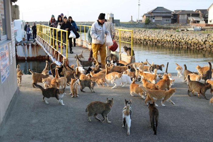 Xin chào bạn đến với đảo mèo - đảo Aoshima. Ảnh: Japan Travel