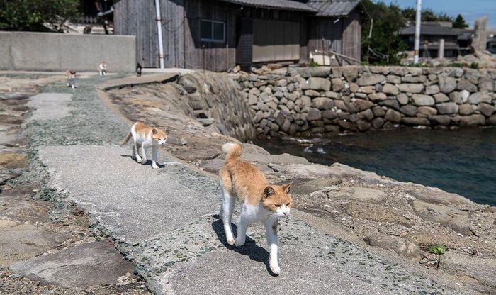 Ảnh: Japan Travel