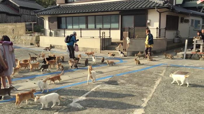 Ảnh: Japan Travel