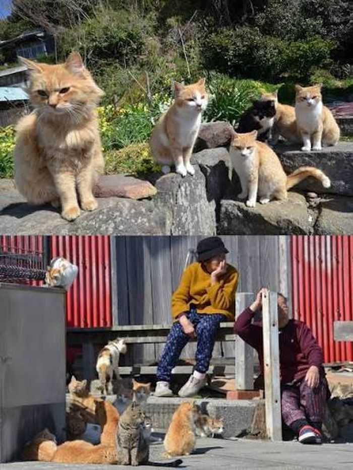 Ảnh: Japan Travel