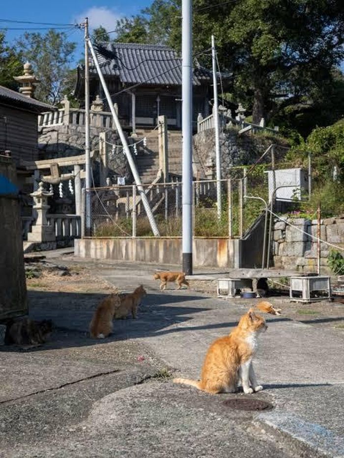 Ảnh: Japan Travel