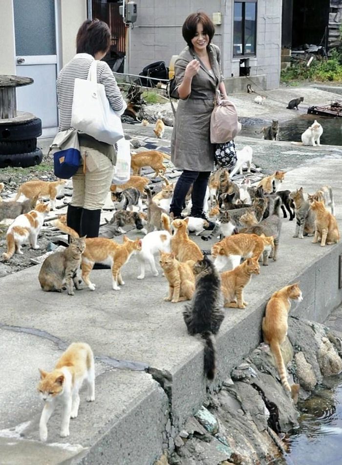 Ảnh: Japan Travel