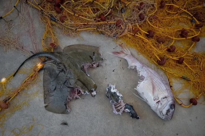 Xác cá bị loài này tấn công. Nguồn: AFP