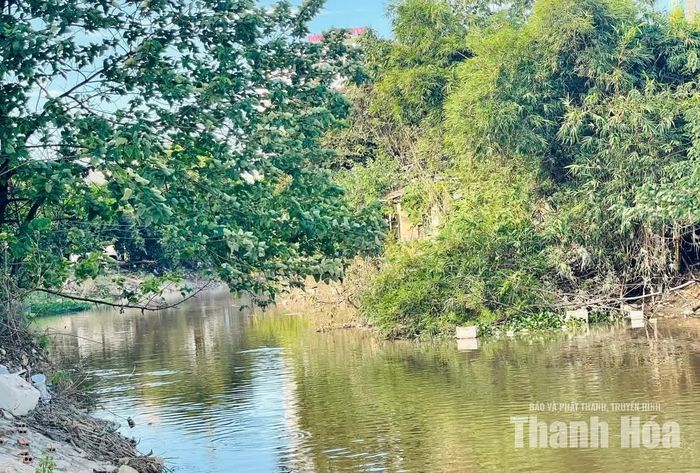Thuộc hệ thống kênh Nhà Lê, sông Bến Ngự cũng xuất hiện tình trạng cây cối mọc um tùm, cản trở dòng chảy.