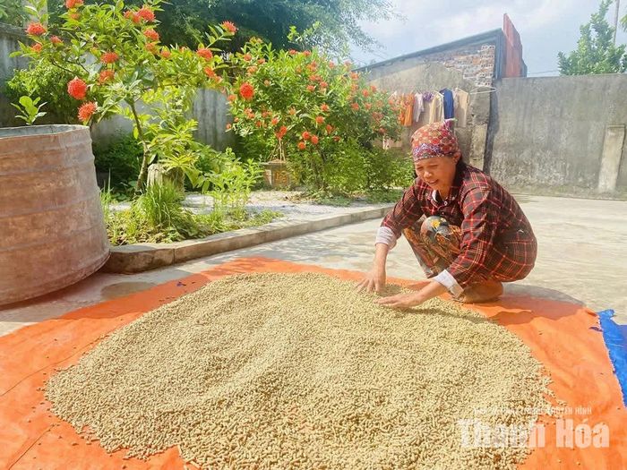 Bà Nguyễn Thị Phương, thôn Bái Trung vận dụng kiến thức được tập huấn để phối trộn thức ăn chăn nuôi.