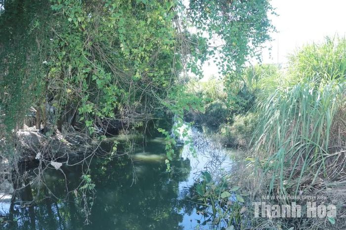 Hệ thống tiêu thoát nước khu vực núi Long bồi lắng, cây cối mọc um tùm, gây cản trở dòng chảy.