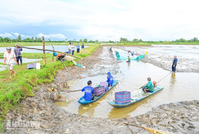 Người dân xã Vĩnh Bình thu hoạch tôm càng xanh toàn đực.