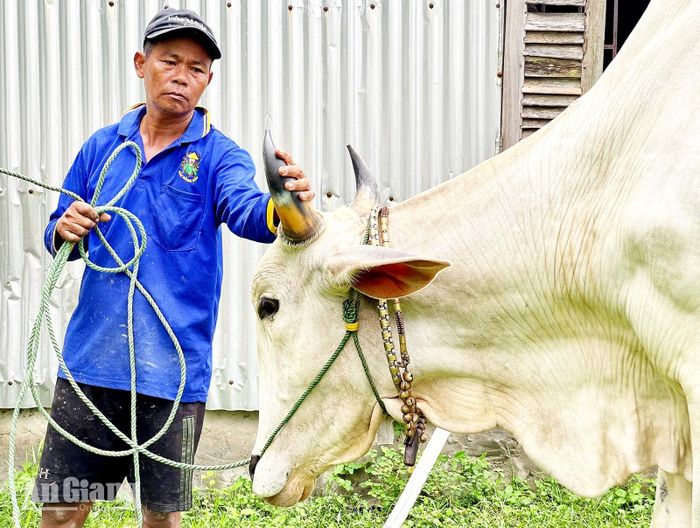 Ông Chau Khon chăm sóc bò chuẩn bị tham gia Hội Đua bò Bảy Núi tranh cúp Truyền hình An Giang (ATV) lần thứ 31 năm 2026.