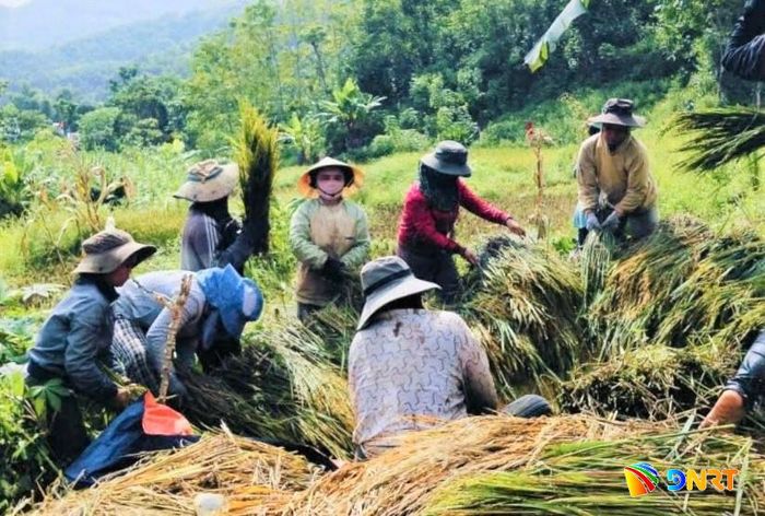 Phụ nữ xã Sông Kôn hỗ trợ người dân thu hoạch lúa mùa. Ảnh: CTV