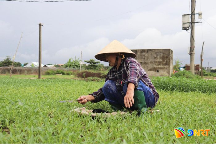 Nông dân làng rau La Hường chủ động bảo đảm nguồn rau an toàn. Ảnh: KHÁNH NGÂN
