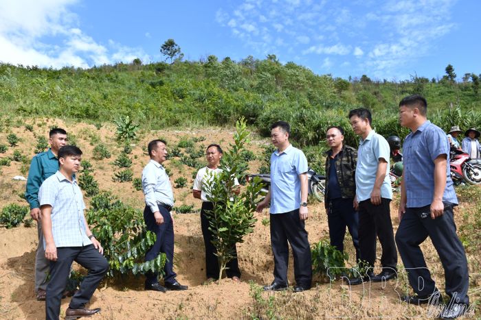 Đoàn giám sát kiểm tra thực tế diện tích trồng cà phê, mắc ca theo dự án hỗ trợ phát triển sản xuất từ nguồn vốn các chương trình mục tiêu quốc gia tại xã Búng Lao.