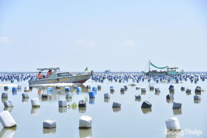 Vùng nuôi hàu tại xã Tân Điền.