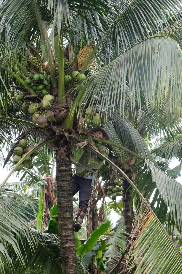  Những cây dừa thường xuyên được dọn tỉa, chăm sóc. Ảnh: Minh Châu 
