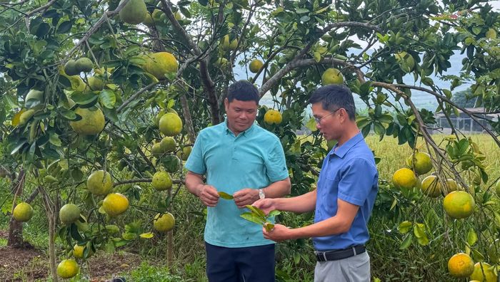 Cán bộ chuyên môn xã Pu Sam Cáp hướng dẫn người dân kiểm tra, phát hiện sớm sâu bệnh trên cây trồng.