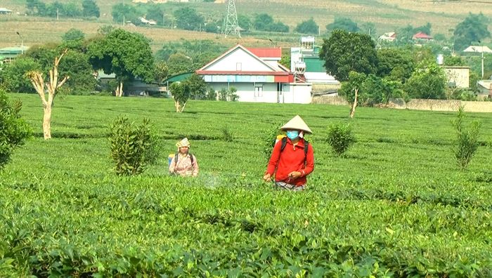 Người dân chủ động phòng trừ sâu bệnh, bảo vệ diện tích cây trồng.