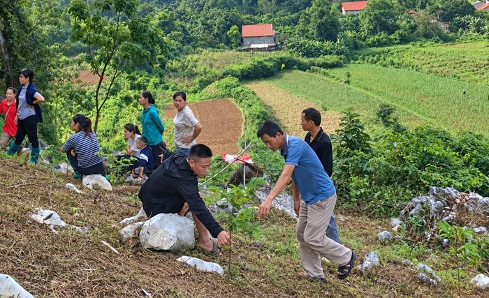 Người dân thôn Pá Tào, xã Bằng Mạc trồng cây na giống