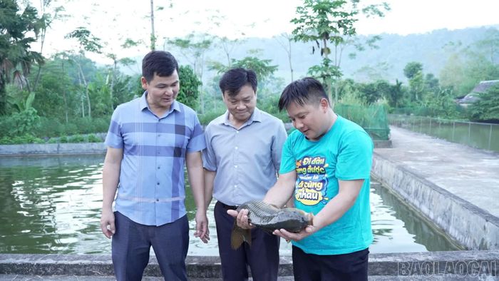 Nuôi thủy sản đã đóng góp thiết thực vào đời sống và sản xuất của người dân trên địa bàn xã Tân Lĩnh.