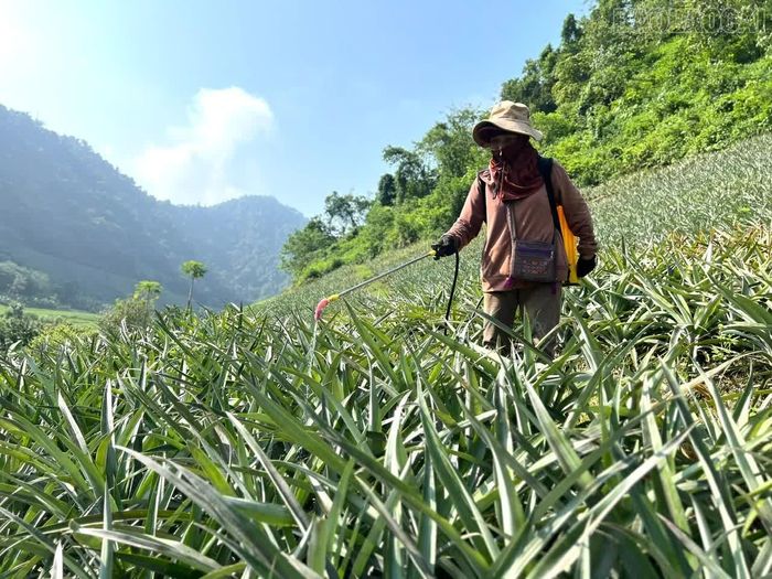 Bà Trương Thị Tuyết, thôn Na Mạ, xã Bản Lầu chăm sóc diện tích dứa của gia đình.