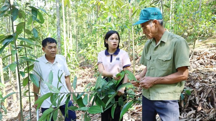 Nguồn vốn từ Quỹ Hỗ trợ nông dân giúp nhiều hội viên có điều kiện phát triển sản xuất.