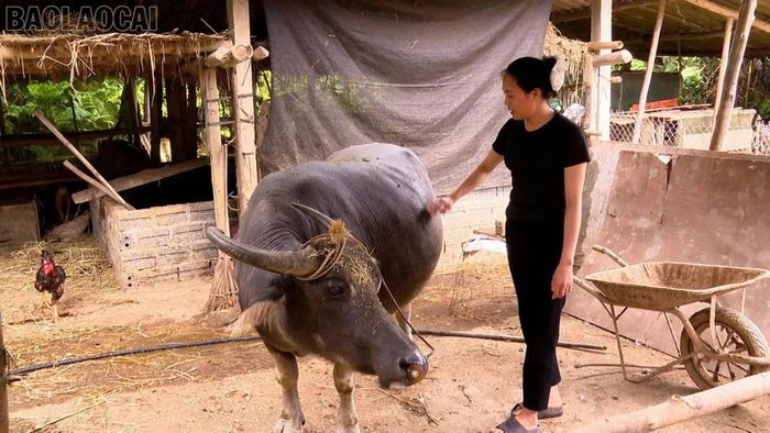Nhờ sự hỗ trợ của Nhà nước, gia đình chị Thoa đã ổn định sản xuất, vươn lên thoát nghèo.