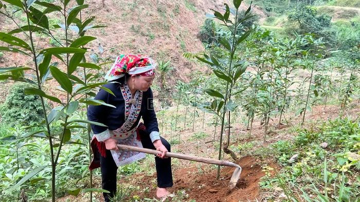 Người dân chủ động làm cỏ, chăm sóc diện tích rừng trồng.