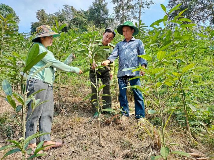 Cán bộ Kiểm lâm hướng dẫn người dân chăm sóc rừng.