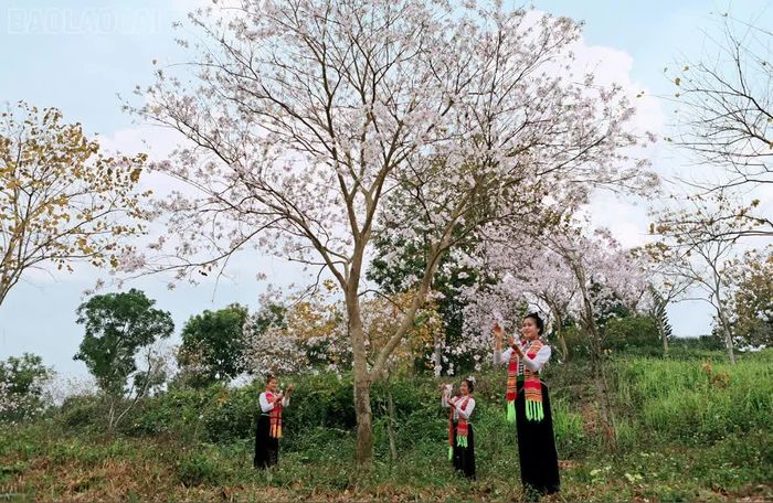 Thiếu nữ Thái bên hoa ban trắng. (Ảnh: NSNA Thanh Miền)
