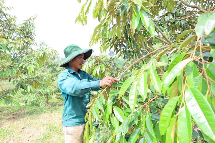Nông dân xã Đam Rông 4 mạnh dạn chuyển đổi cơ cấu cây trồng, cải tạo vườn tạp và tăng cường liên kết sản xuất theo chuỗi giá trị trong phát triển kinh tế nông nghiệp
