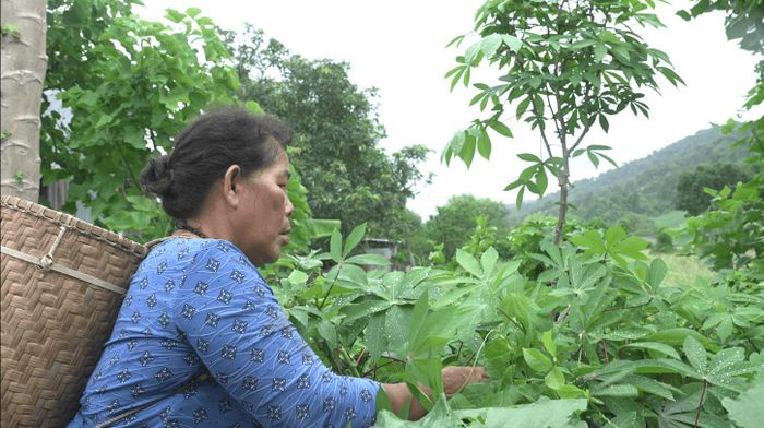 Bà K'Thị Hên hái lá mì trong vườn nhà. Ảnh: Ngọc Hiển