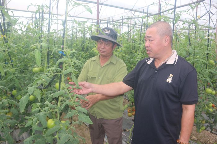 Được chăm sóc chu đáo, đúng kỹ thuật, vườn cà chua của ông Bảo sinh trưởng tốt và duy trì nguồn thu hoạch ổn định cho gia đình