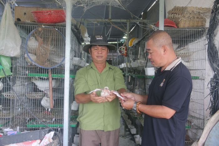 Những đàn bồ câu đã trở thành một phần trong mô hình sản xuất của gia đình ông Bảo, được duy trì qua nhiều năm, góp phần đa dạng hóa nguồn thu nhập