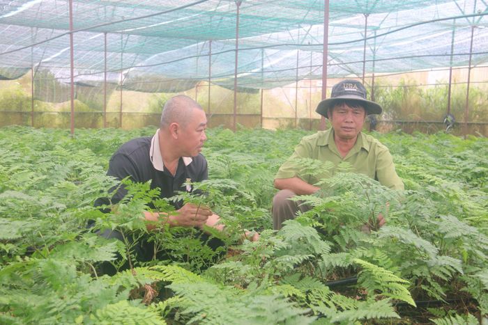 Cây dương xỉ được gia đình ông Bảo trồng để thu hoạch lá, cung cấp cho thị trường xuất khẩu sang Đài Loan