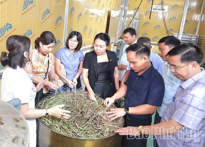 Lãnh đạo xã Thượng Long thăm mô hình trồng, sản xuất dược liệu tại địa phương.
