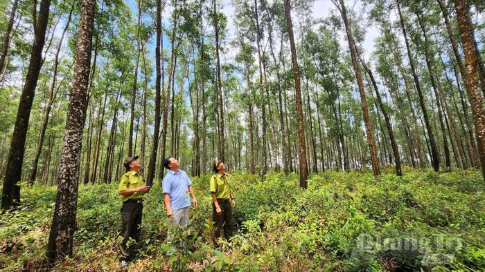 Quảng Trị đặt mục tiêu trồng 22.800ha rừng và 3,5 triệu cây xanh, góp phần nâng cao độ che phủ rừng - Ảnh: Q.V