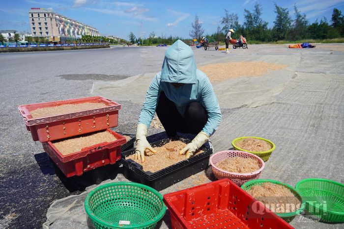 Những mẻ ruốc tươi rói được ngư dân phơi cho kịp nắng - Ảnh: P.P