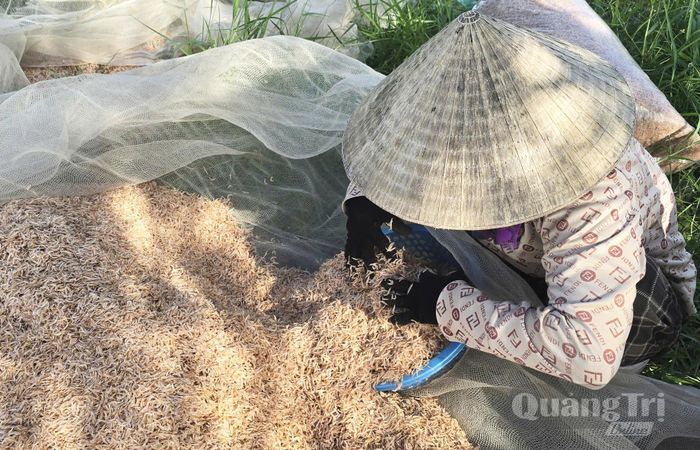 Ruốc vừa được thu gom sau 1 ngày phơi nắng - Ảnh: P.P