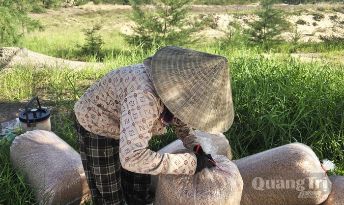 Ruốc phơi xong được đóng bao đưa về nhà, đưa đi tiêu thụ với giá trị tăng gấp nhiều lần - Ảnh: P.P