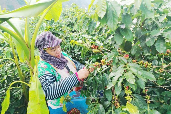 Nông dân bản Khiêu Ban, xã Quỳnh Nhai thu hái cà phê.
