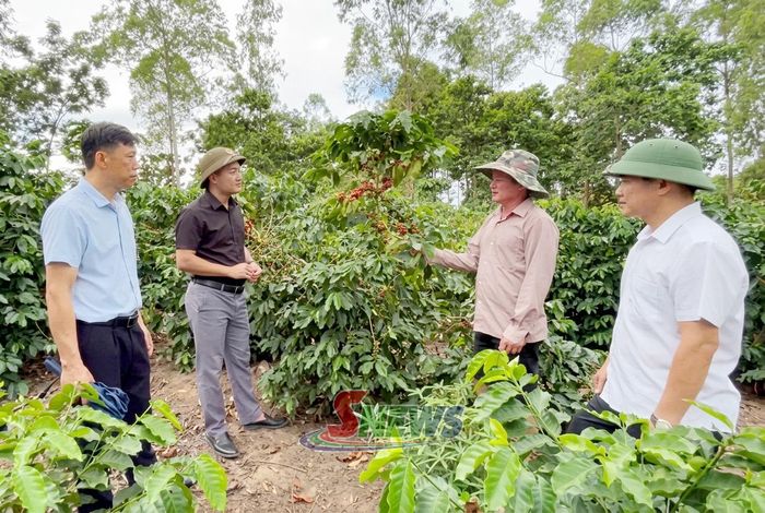 Lãnh đạo xã Mường Sại khảo sát vùng trồng cà phê. Ảnh: Mạnh Hùng