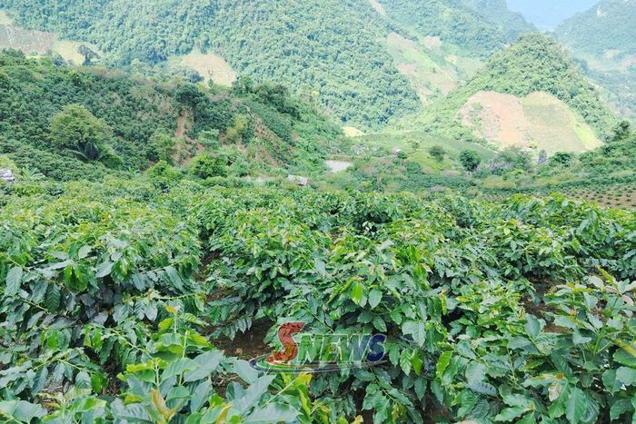 Vùng trồng cà phê tại bản Khiêu Ban, xã Quỳnh Nhai.